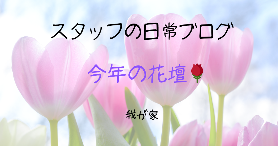 スタッフの日常ブログ<br>今年の花壇🌹